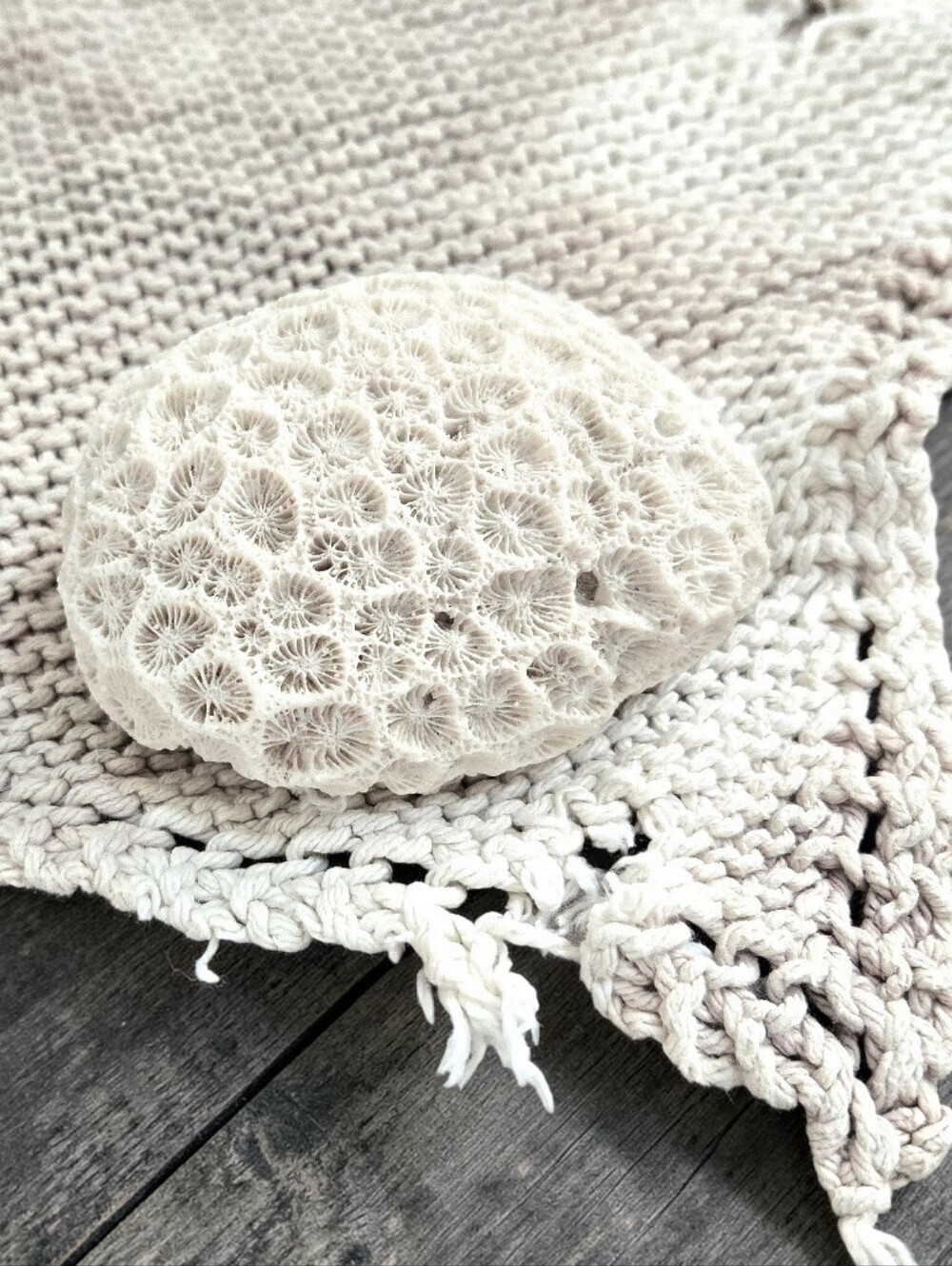 Small Fist-Size Coral Closed Brain or Moon Natural Nautical Shelf Aquarium Decor